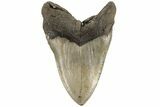 Huge, Fossil Megalodon Tooth - North Carolina #200238-2
